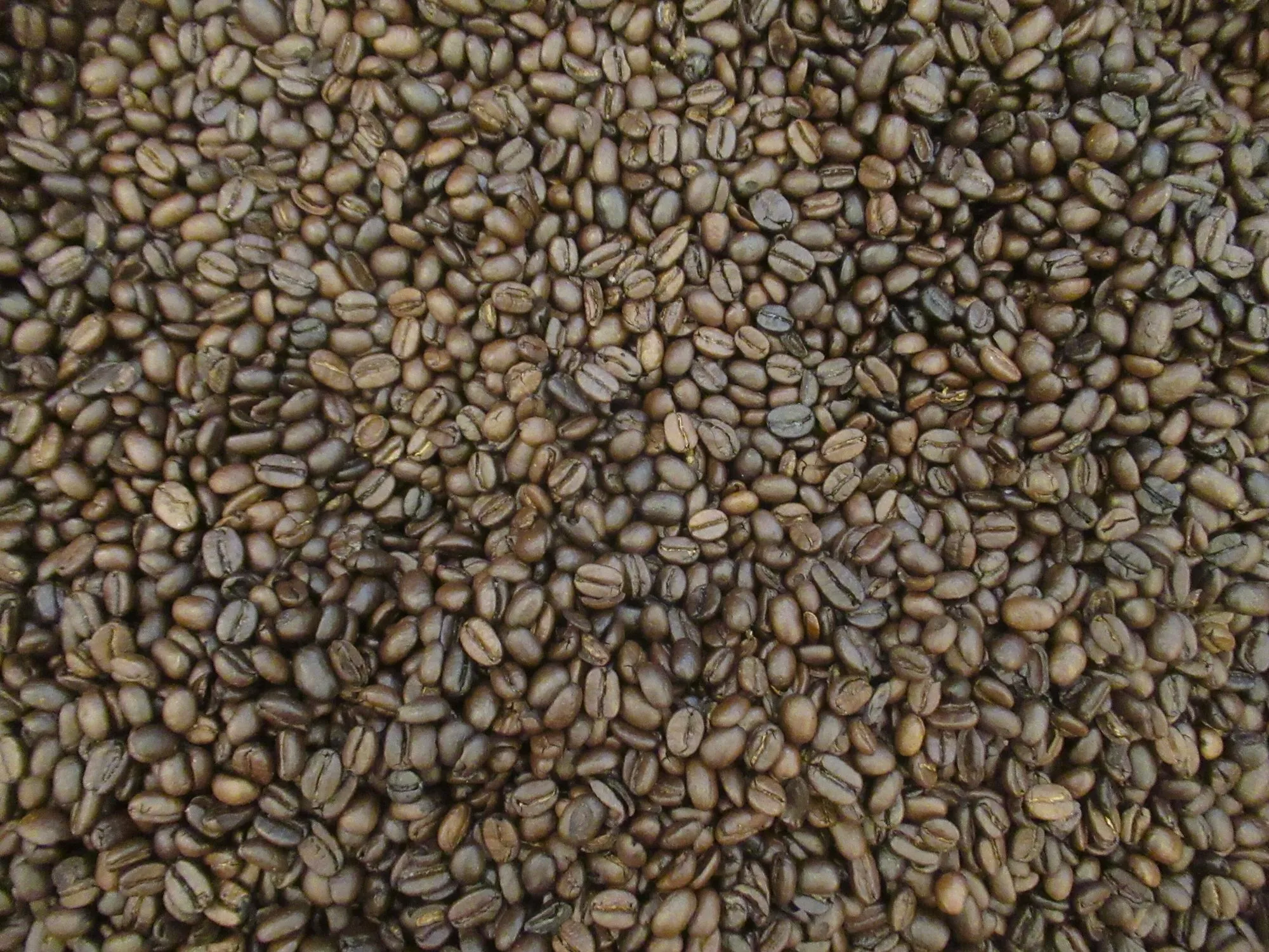 Close-up of dark roasted coffee beans filling the frame